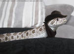 'Western' Hognose by Astrocat