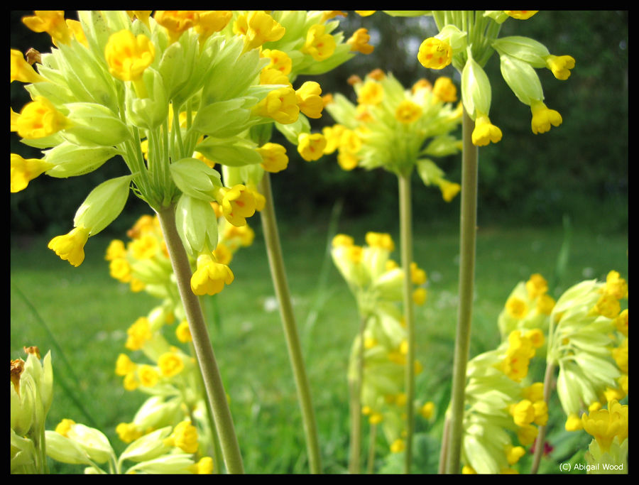 cowslips