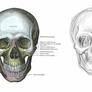 Human Anatomy - Skull