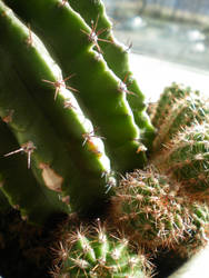 -cactus-