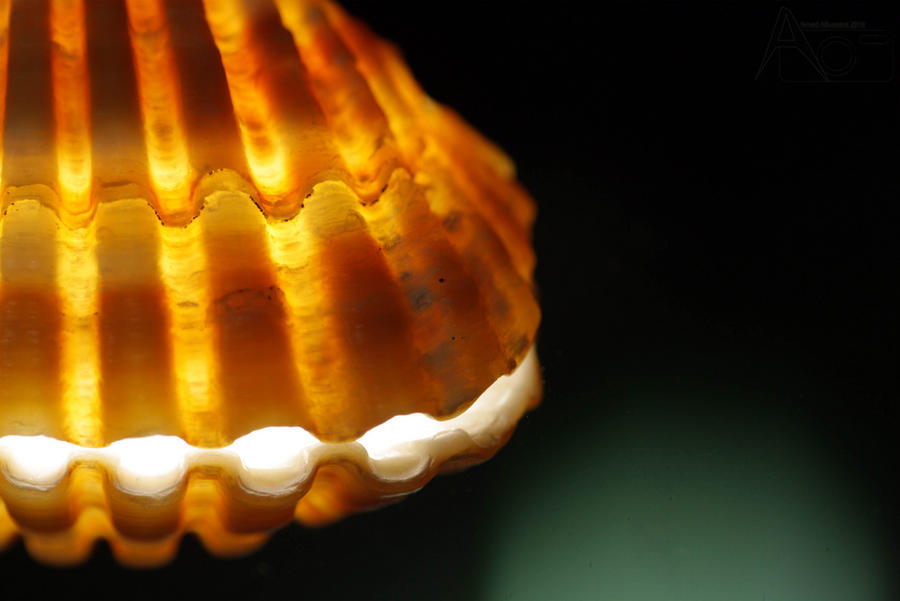 Shining Shell by cooldisel on DeviantArt