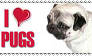 I Heart Pugs Stamp