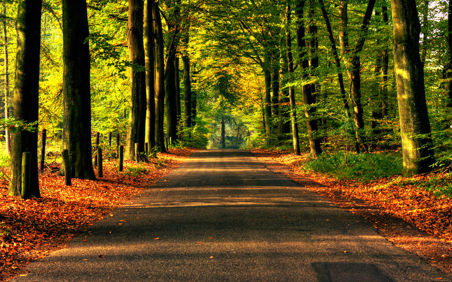 Road to autumn Wallpaper