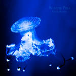 Jellyfish by WouterPera