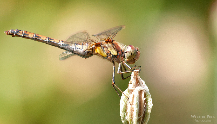 Odonata