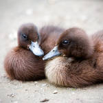 Duckies by WouterPera