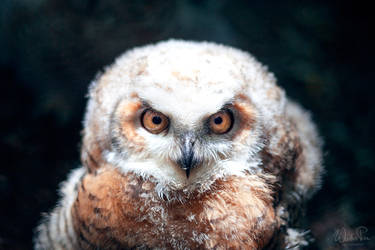 Owly owl VI
