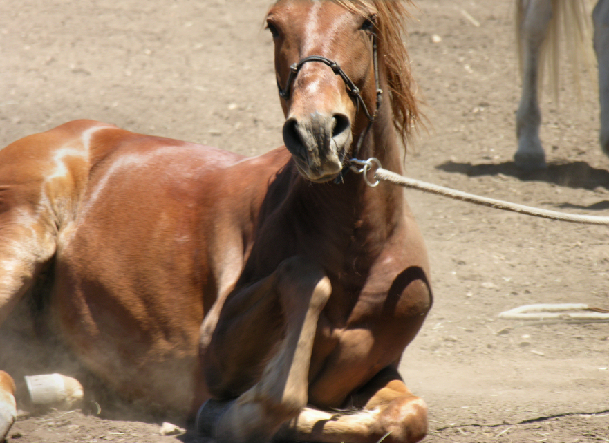 Dust Bath