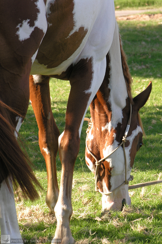 Shady Pastures