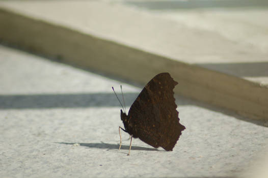Butterfly Shadow