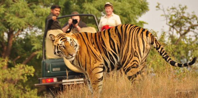 Tiger Safari In India by manojbabal on DeviantArt