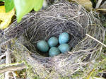 nest by GRANNYSATTICSTOCK
