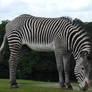 Granny On Safari Zebra 2