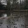 Grannysatticstock Duck Pond