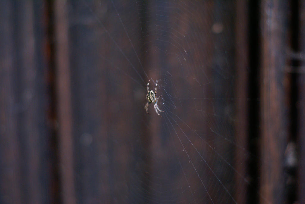 Gothic Spider by GhostRazor on DeviantArt