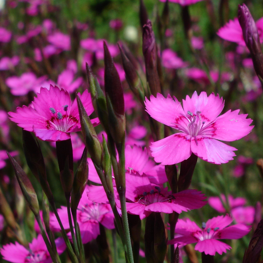 Dianthus