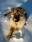 my puppy and her snowy nose by RedcherryE