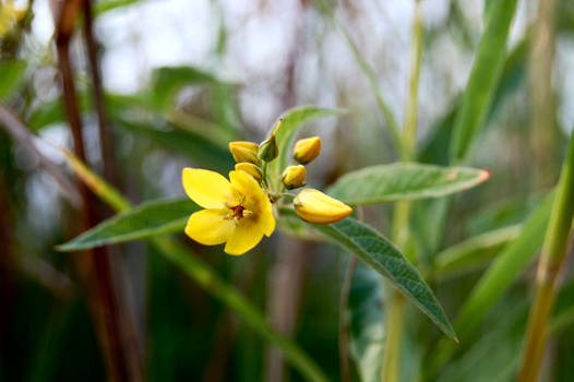 yellow flower