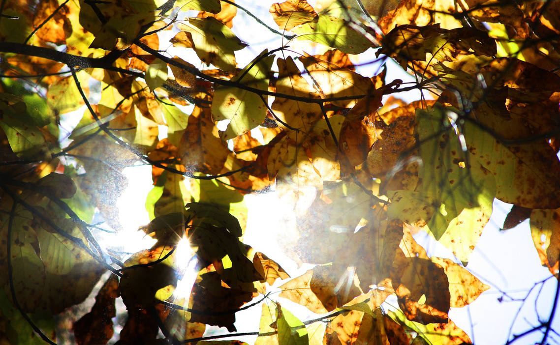 Filtered Light Through Leaves1 by litbylightning on DeviantArt