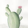 Cactus - 1