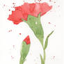 Red Carnation