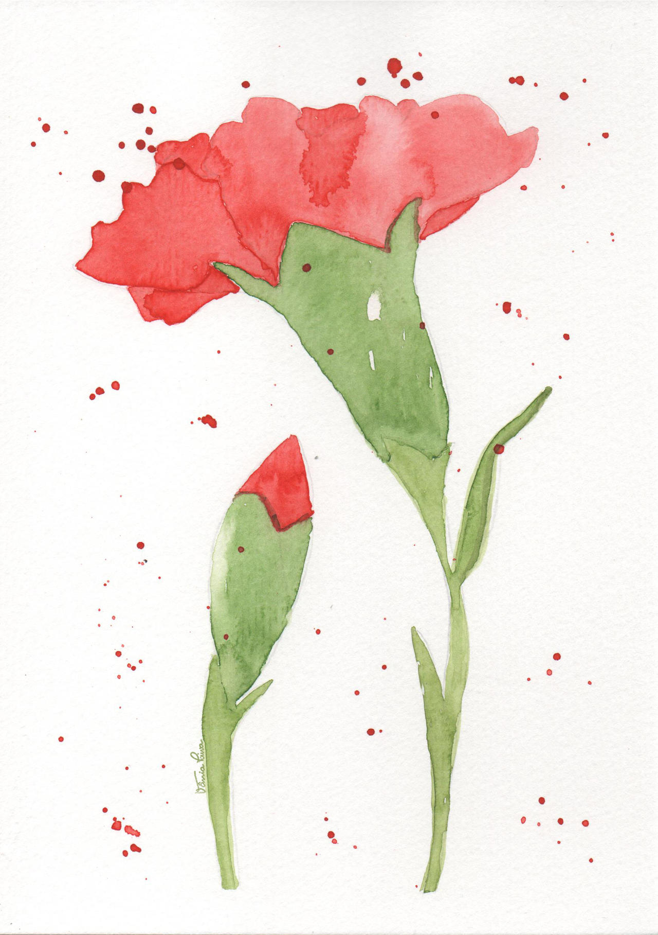 Red Carnation By Vania Paiva On Deviantart Red Carnation By Vania Paiva On Deviantart