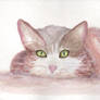 Cat 2