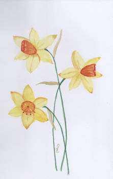 Narcisos  - Daffodils