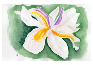 African Iris