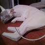 Cat Sculpture Form