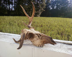 Non-Typical Buck Skull