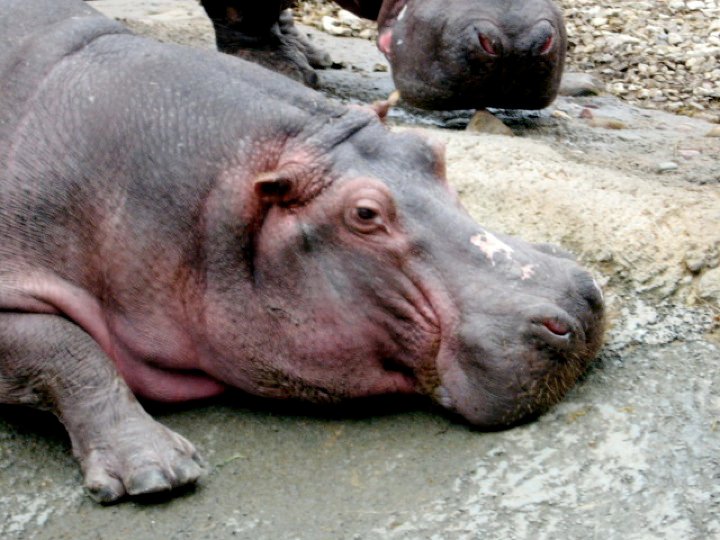 Hippo?