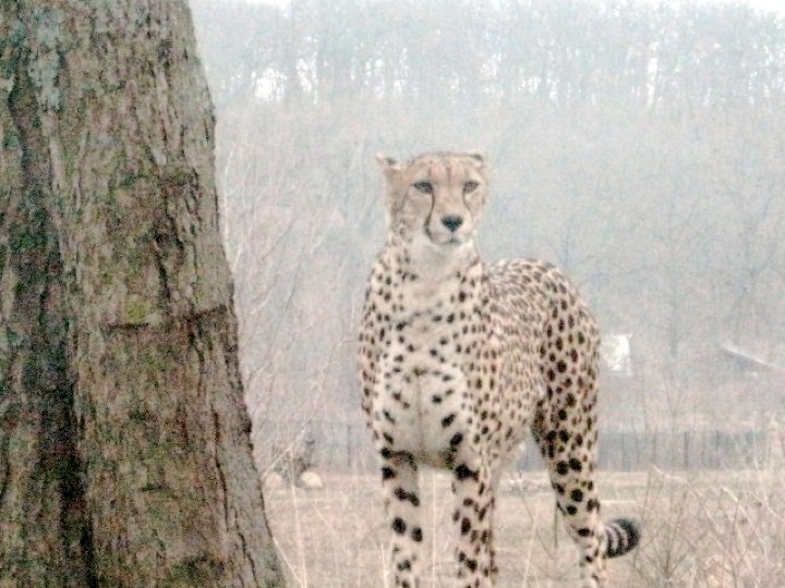 CHEETA 3