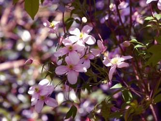 Little Pink Flowers