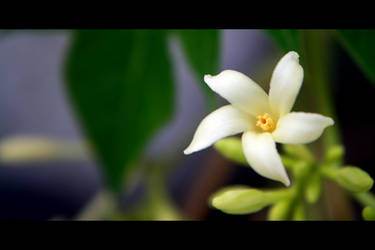 white flower