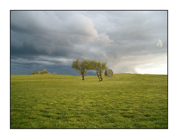 Fields of green