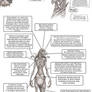 A Skeksis Anatomy Study  *Please read description*