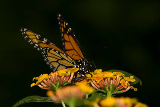 Papillon jardin botanique