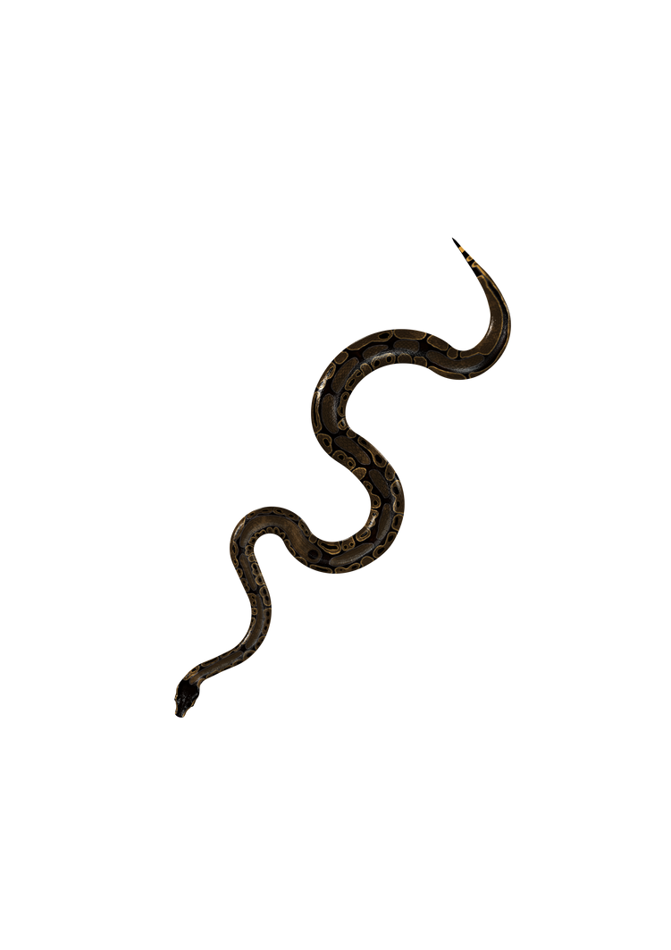 Ball Python Pose 1 by Elkebru on DeviantArt