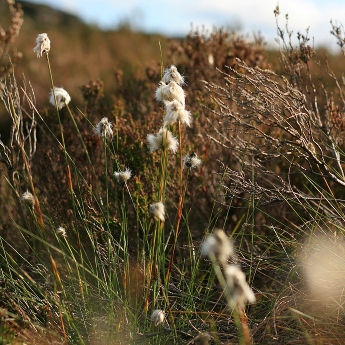 cotton plants