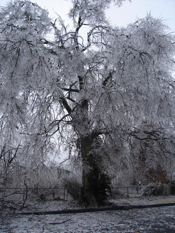 Tree of Ice V
