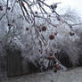 Frozen Sweetgum VI