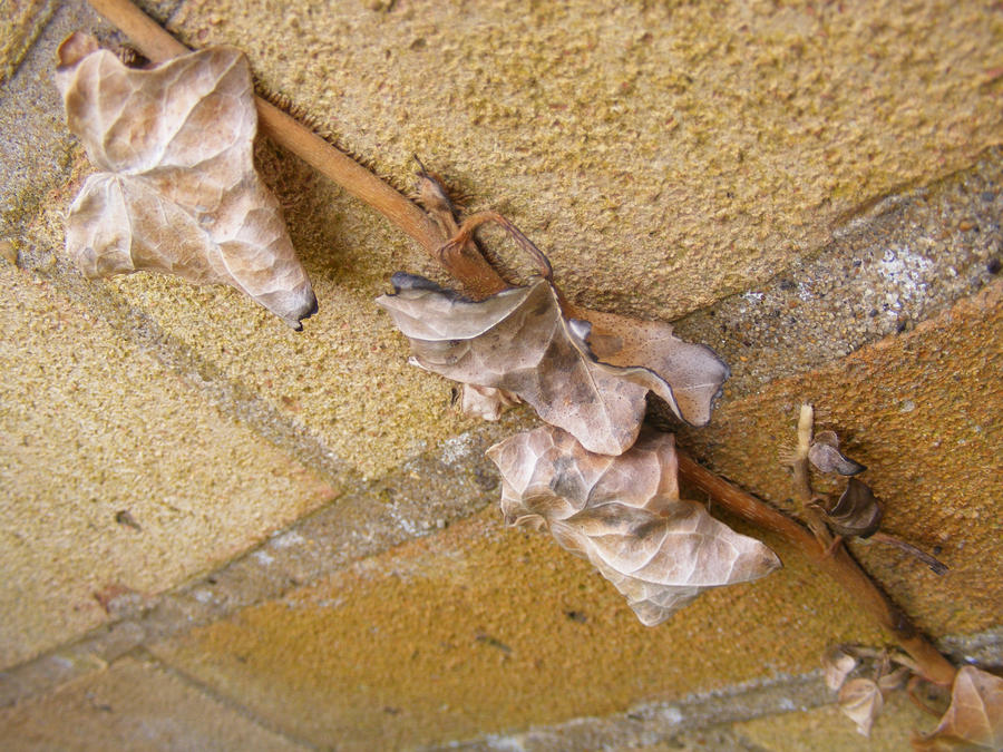 Brown leaves