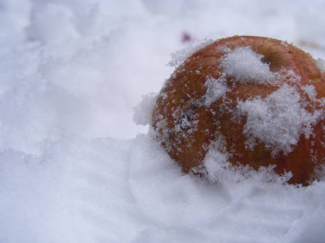 Apple in the snow