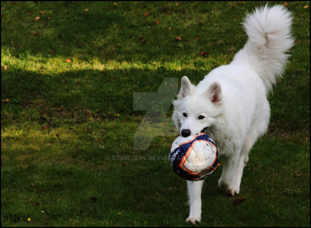 My white dog