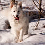 My dog in the snow 2