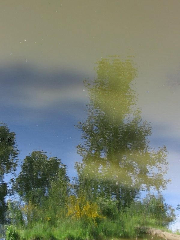 Spring Rain Reflection A Spring Reflection by SashaFurdacion on DeviantArt