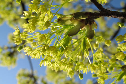 Lime Green