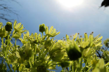 Cellophane Flowers of Yellow (_) and Green (x)