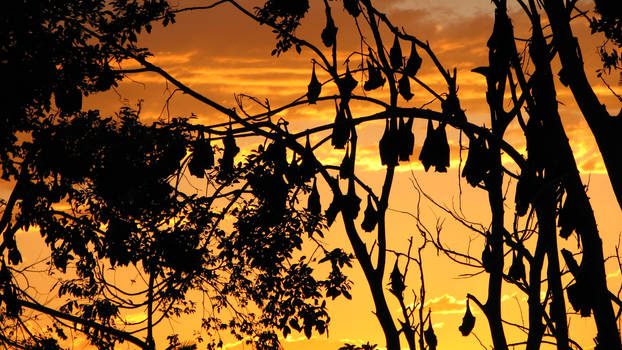 bats with sunset